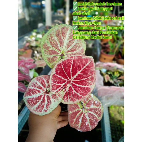 Keladi Thailand Big Bos  anakan