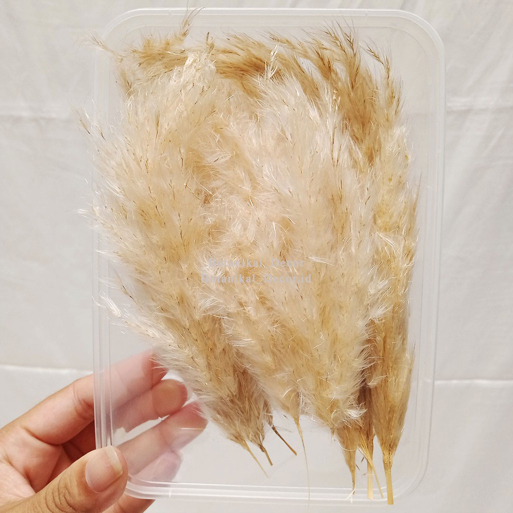 Dried Pampas Grass Creamy Bunga Tanaman Bulu Rumput Kering Asli Hiasan Impor Dekor Rumah Pesta