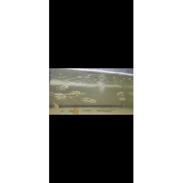 Peacock bass Blue Azul