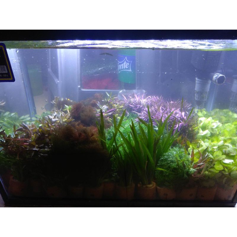 tanaman pot aquarium
