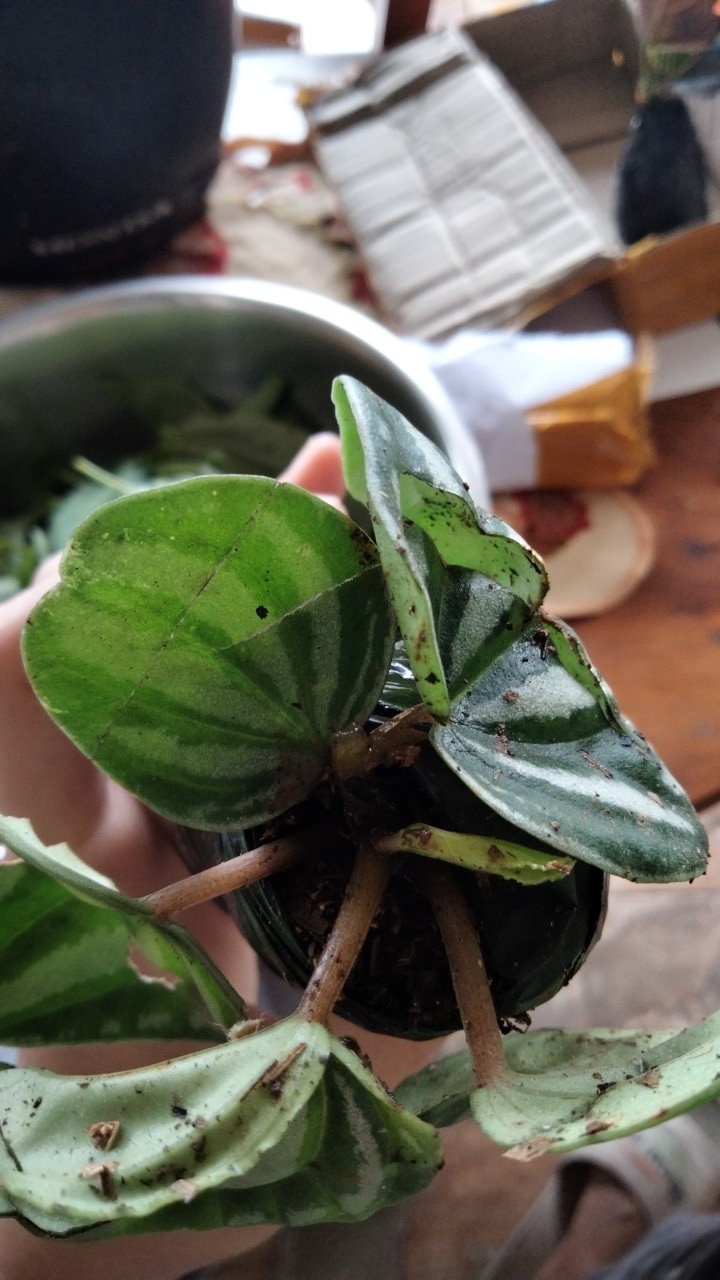 Tanaman Hias Paperomia Watermelon Semangka