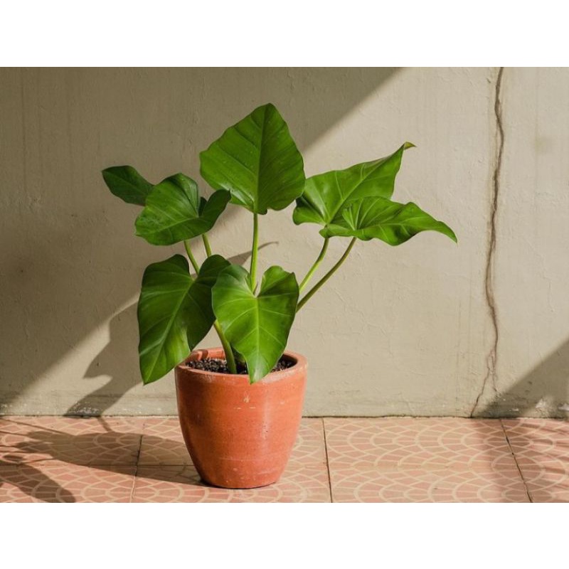 philodendron marble giganteum big leaf
