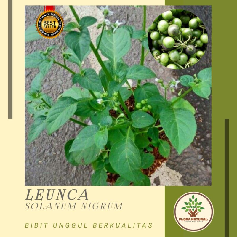 Bibit tanaman leunca ranti pohon leunca ranti