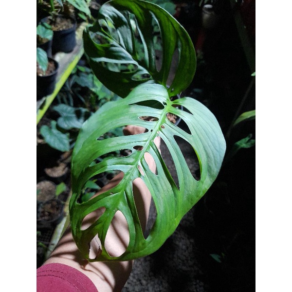 Monstera esqualeto