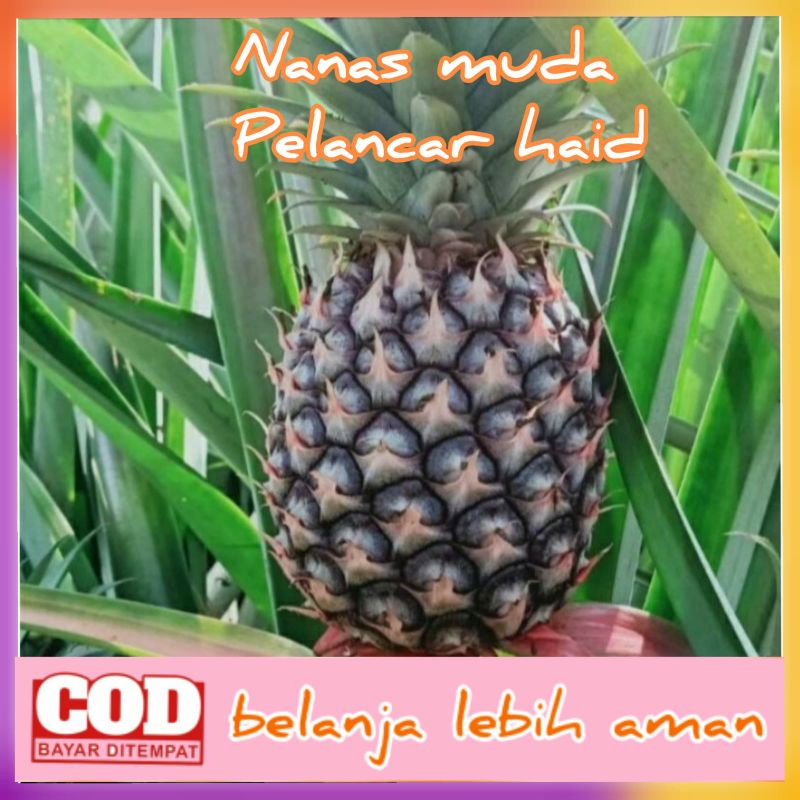 

buah nanas muda mentah besar pelancar haid /nanas mentah fresh