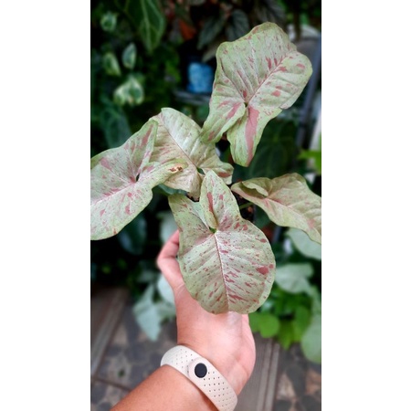 syngonium milk confetti