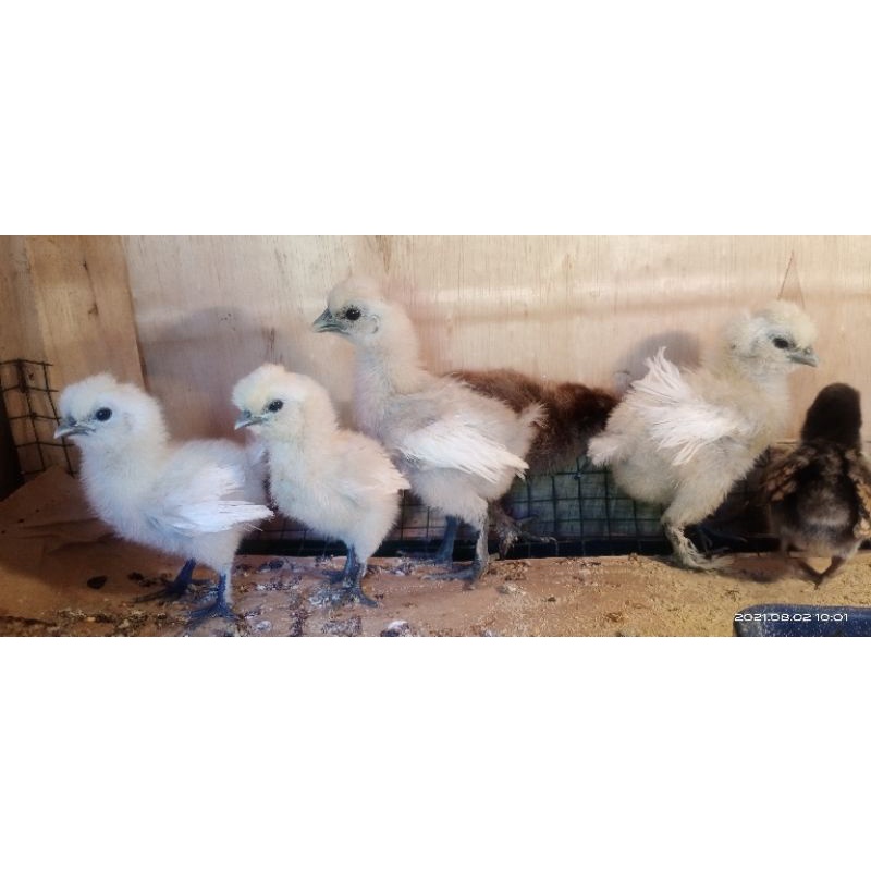 ayam kapas/ silkie/silky/ayam hias/ayam import