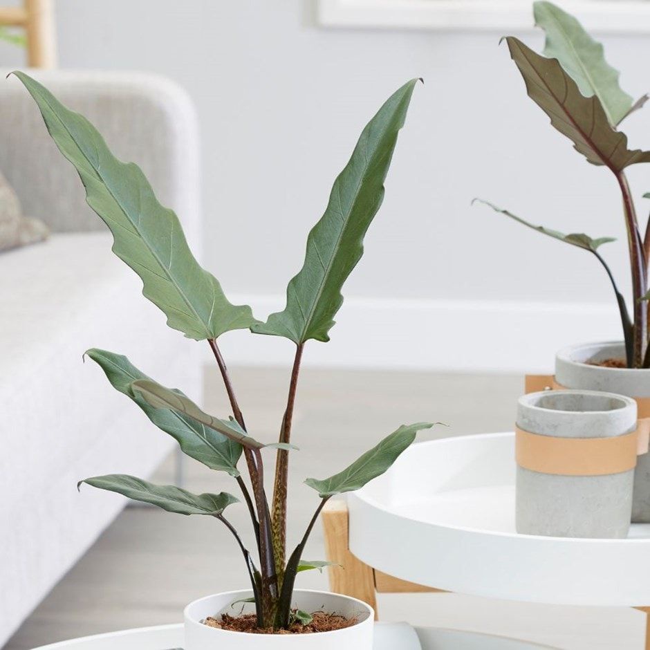 alocasia lauterbachiana / keris papua