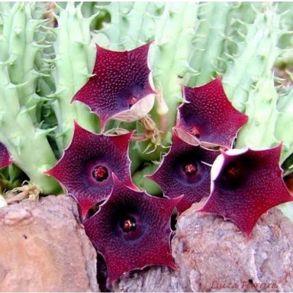 Huernia macrocarpa rimbun/Huernia/Stapelia