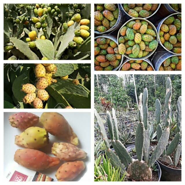 Pohon Kaktus buah opuntia ficus indica prickly pear cacti barshomy kaktus barsumi barshomi barsyumi
