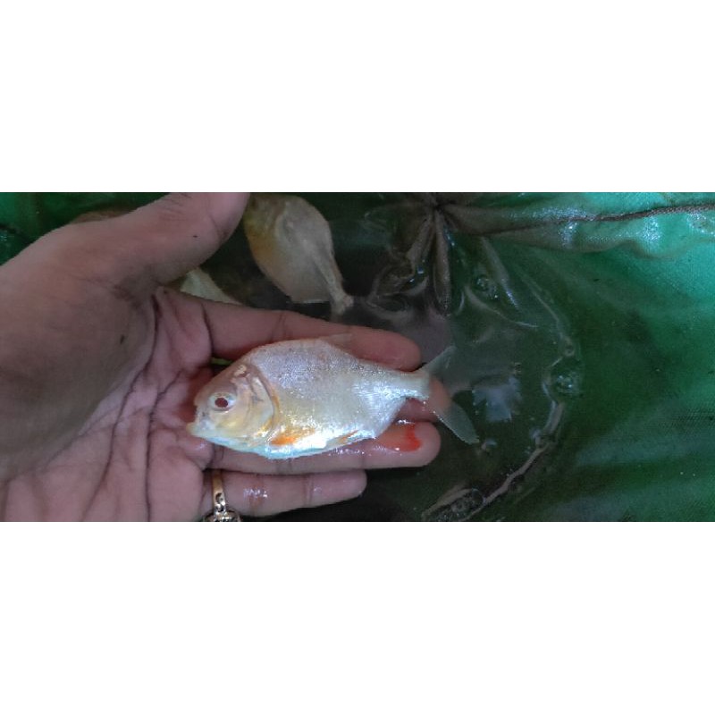 Bawal pacu albino/ikan pacu albino