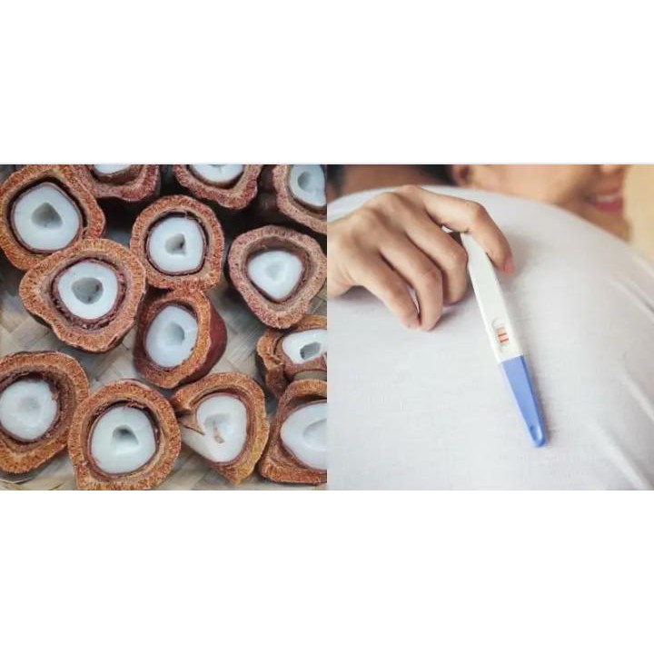 

Buah Zuriat Program Hamil