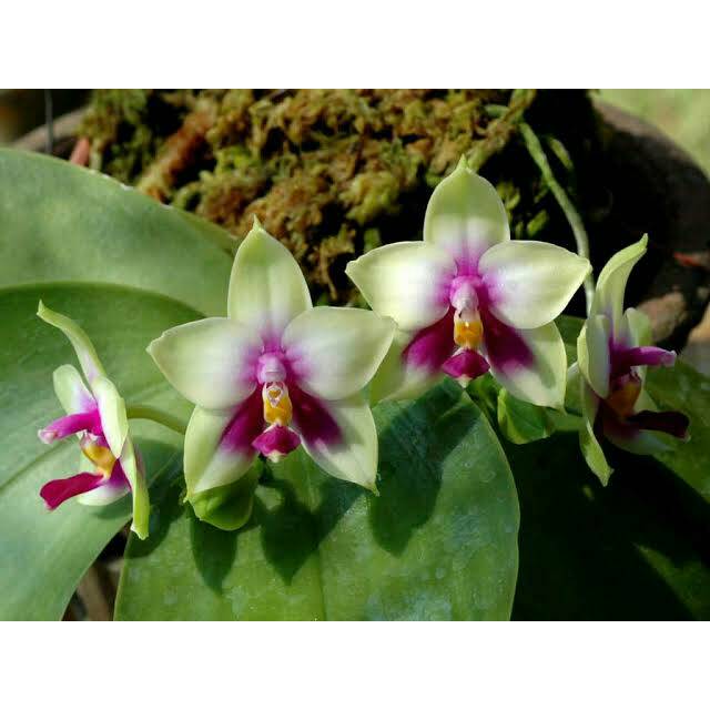 anggrek phalaenopsis bellina