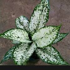 TANAMAN HIAS AGLONEMA SNOW WHITE / POHON AGLONEMA SNOW WHITE / AGLONEMA SNOW WHITE