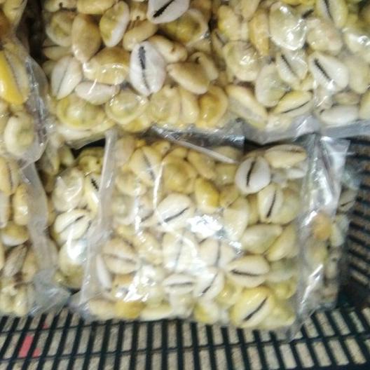 ֍ Biji Congklak Kerang Asli Warna Kuning isi 100 pcs per Bungkus ❊