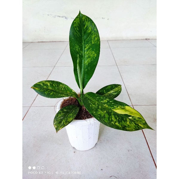 diven panglima varigata