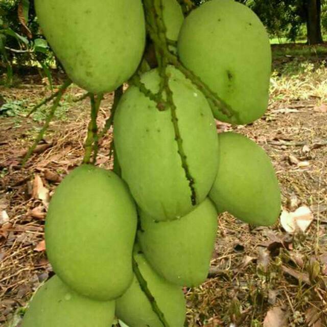 

MANGGA CENGKIR BJ