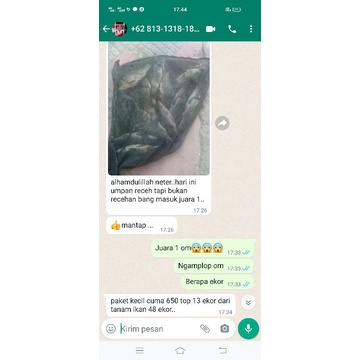 ⭐⭐⭐⭐⭐umpan ikan mas ANTI ZONK salmon jagung_umpan mancing praktis , UMPAN IKAN MAS MUSIM HUJAN , IKAN MAS , UMPAN IKAN MAS