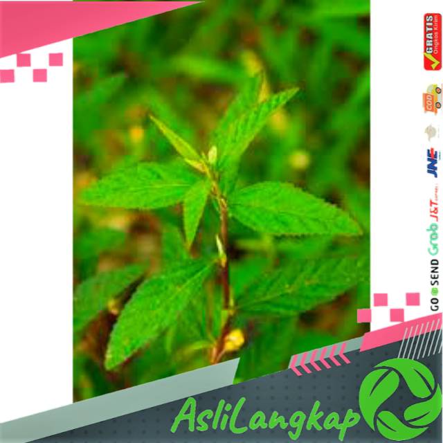 

Daun tanaman sidaguri jantan 500gram daun segar herbal siap oetik ke kebun