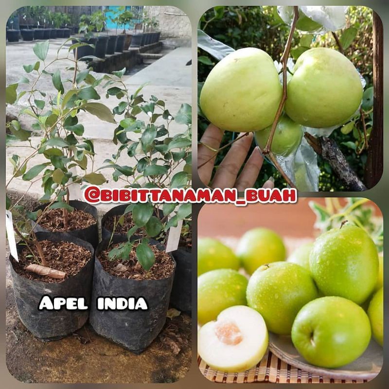 Jual Bibit Apel India Tanaman Apel India Apel India Apel Pusta