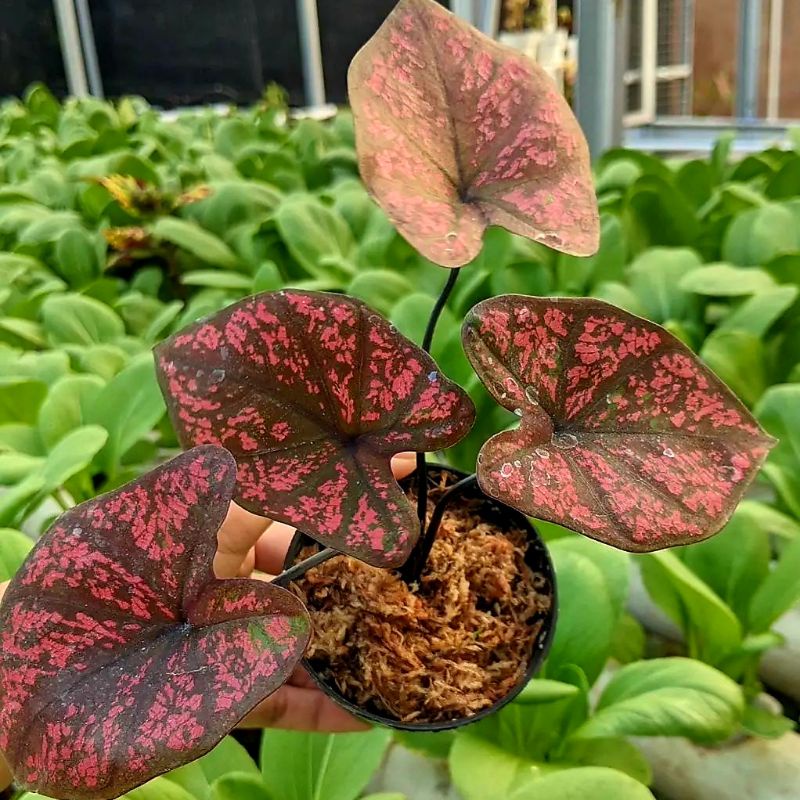 Caladium Sevenluck / bunga keladi / tanaman hias keladi murah / tanaman keladi hidup / caladium thai