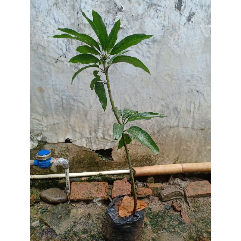 Bibit mangga harum manis cangkok
