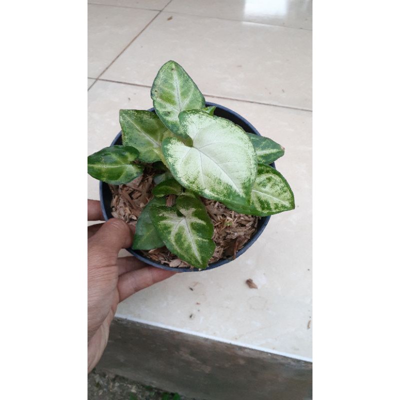 tanaman hias syngonium mini /syngonium liliput