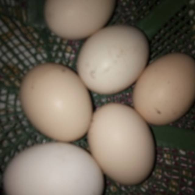 

Telur ayam pakhoy x pakhoy