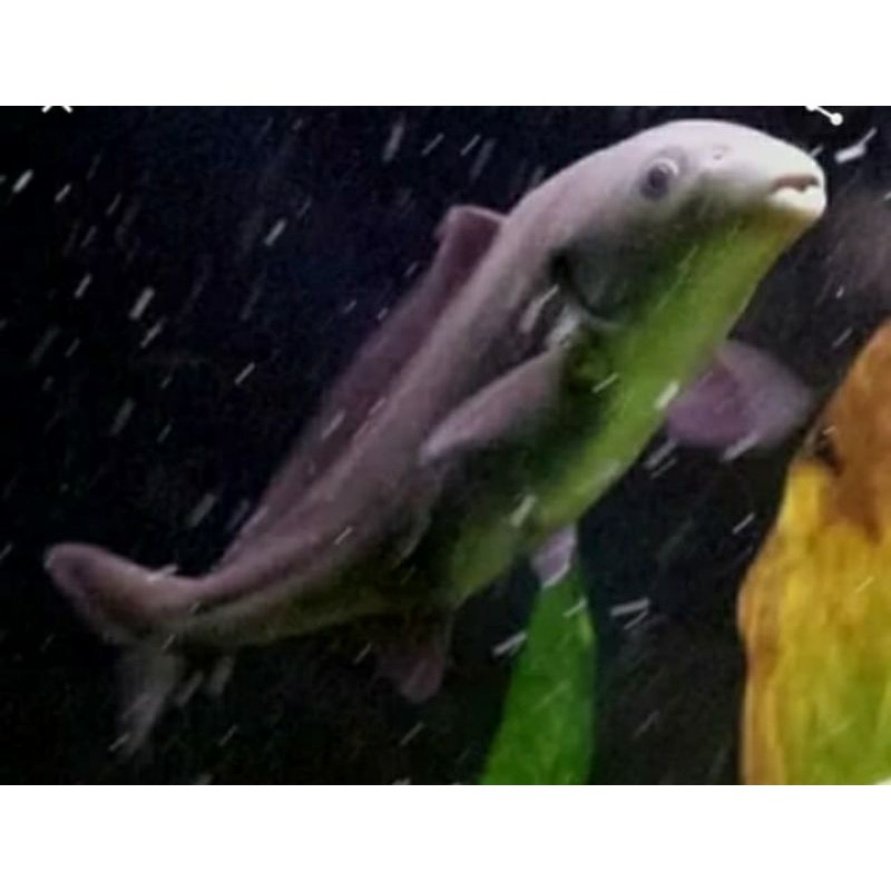 ikan baby dolphin lumba lumba air tawar Shopee Indonesia ikan baby dolphin lumba lumba air tawar Shopee Indonesia