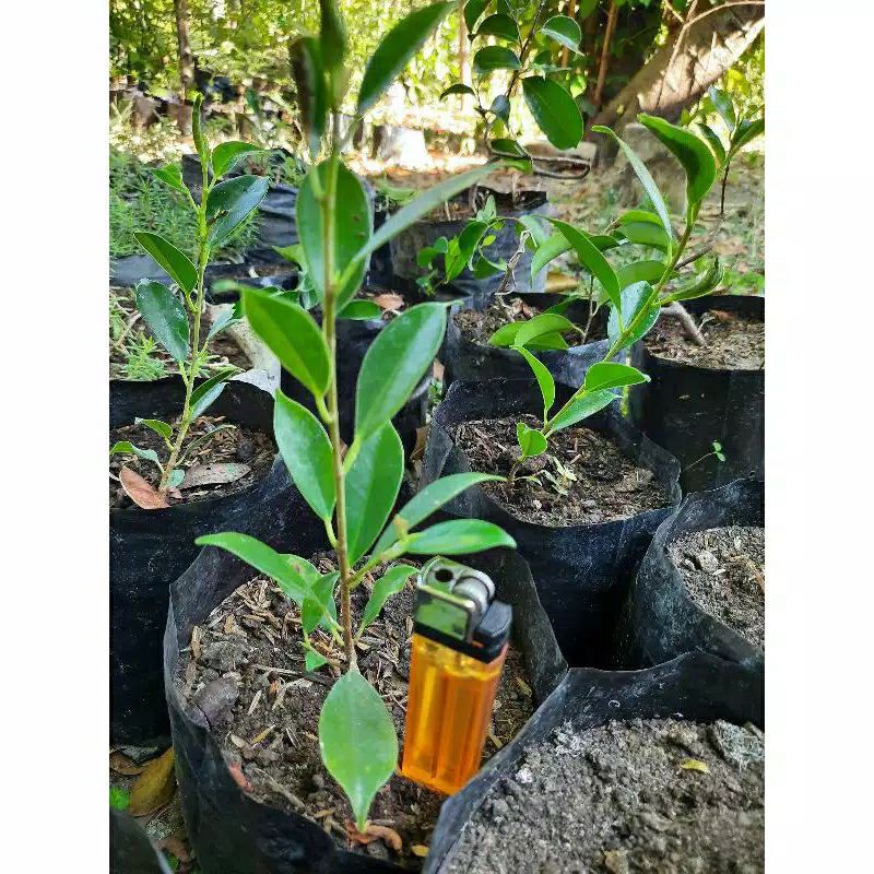 Bibit bahan bonsai Kimeng ( Ficus microcarpa ) sudah akar subur
