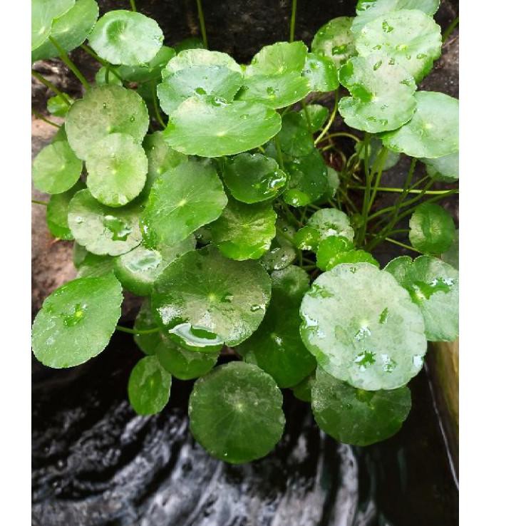 【flashϟsale】 Tanaman Pegagan Air/Antanan Free 5 biji bibit cabe rawit