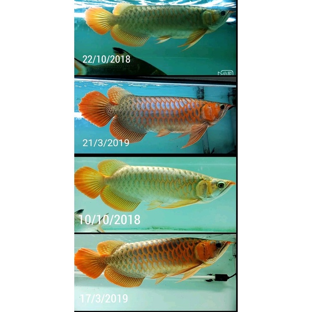 Lampu Mayin 13000 K 112cm T5 Tanning Celup Akuarium Ikan Arowana Koki