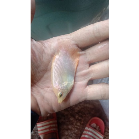 

ikan gurame padang