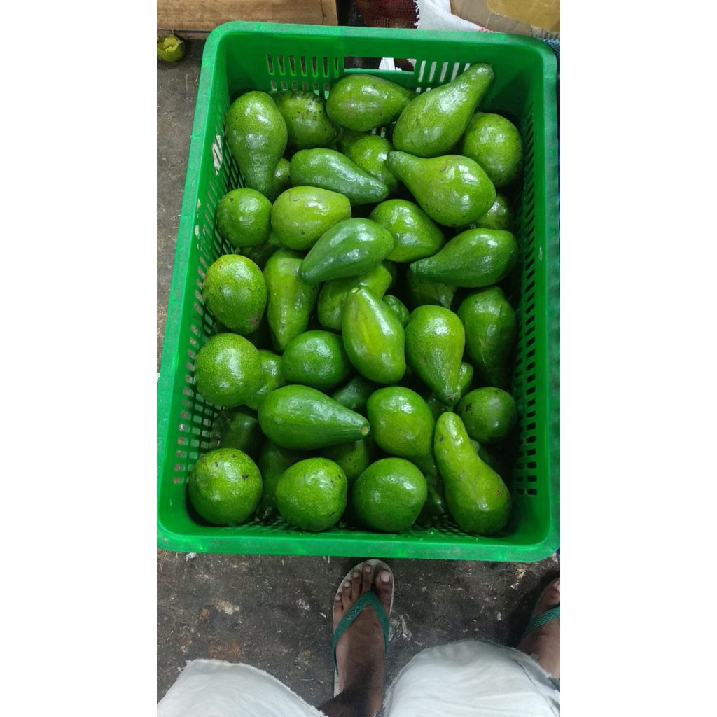 

Alpukat Mentega Super Fresh Kwalitas Terbaik High