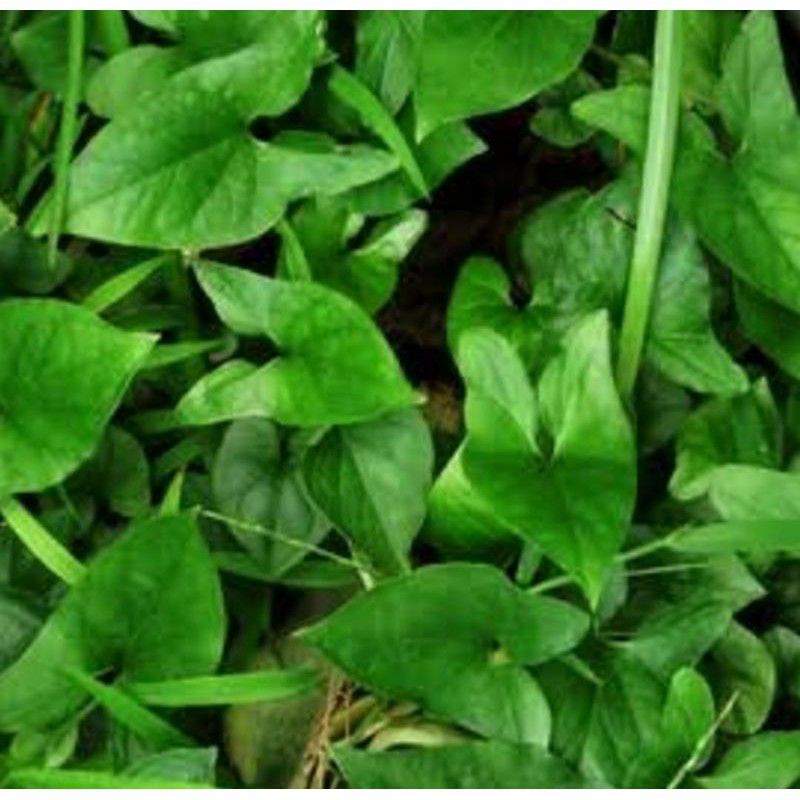 

Daun Herbal Keladi Tikus Segar 250 Gram
