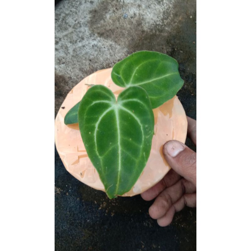 anthurium regale peru