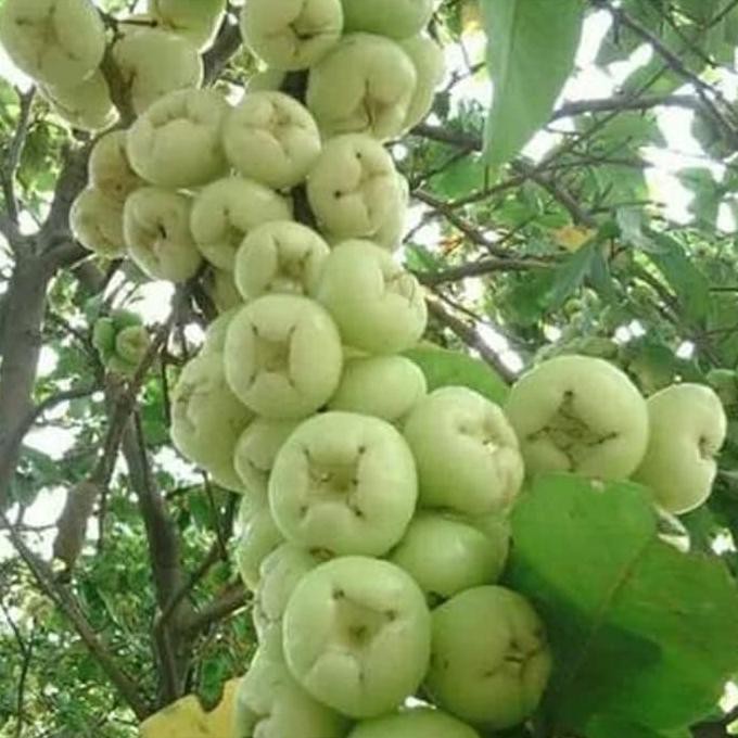 Bibit Buah Bibit Tanaman Buah Jambu Air Madura Camplong $_$