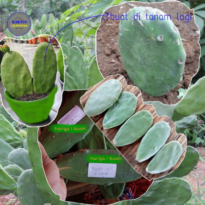 

kaktus centong 1 buah