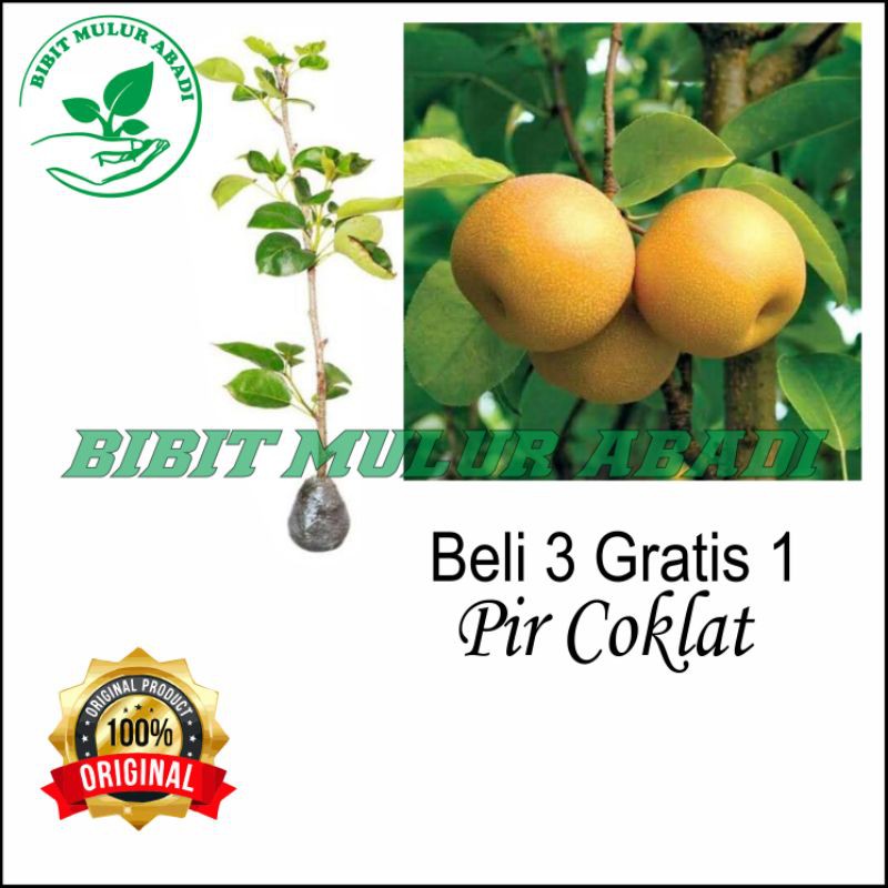 bibit buah pir (pear) / tanaman / bibit buah