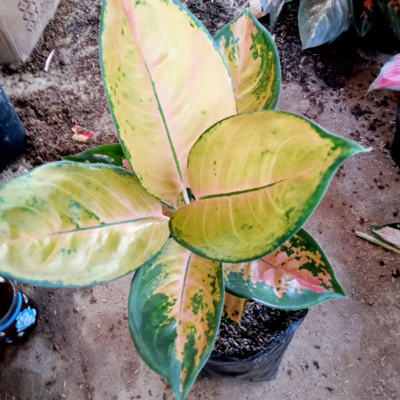 aglonema Sultan brunai dewasa jarum 1