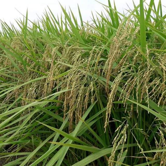 BENIH PADI KALIMASADA