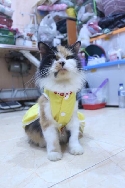 Dress polos warna kuning lucu untuk kucing / baju kucing murah size S-XL