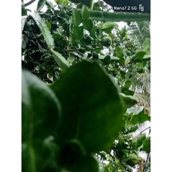 

DAUN JERUK PURUT SEGAR 100grm