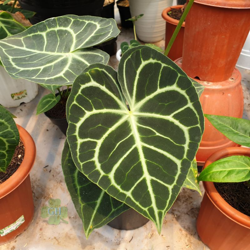 Tanaman Hias Anthurium Clarinervium Dark Form ClariDarkForm