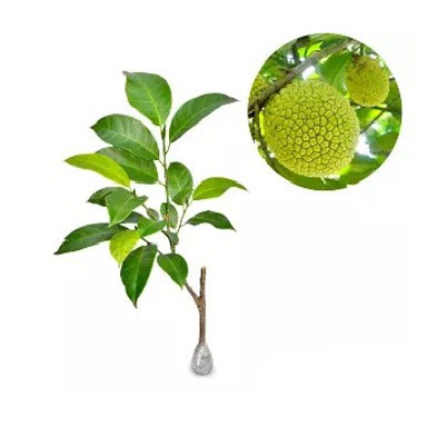 

Cempedak Durian 40cm