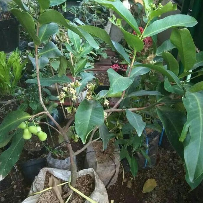 Kw1 Tanaman Jambu Air Cincalo/Bibit Tanaman Jambu Air Cincalo