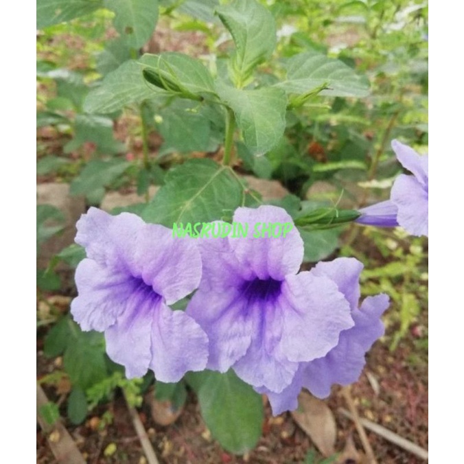 

[Fresh] BIBIT DAUN KENCANA UNGU / RUELLIA TUBEROSA / BIBIT DAUN PLETEKAN