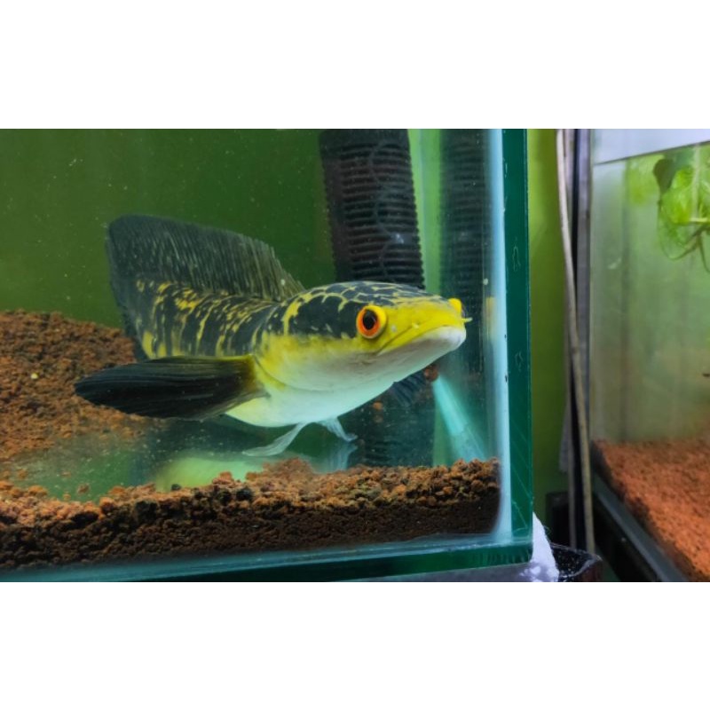 Ikan Channa Yellow Sentarum Size 20 -25 cm