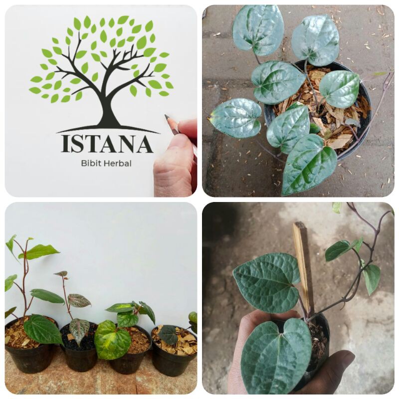 Bibit tanaman herbal sirih Hitam mini bibit pohon herbal sirih hitam mini
