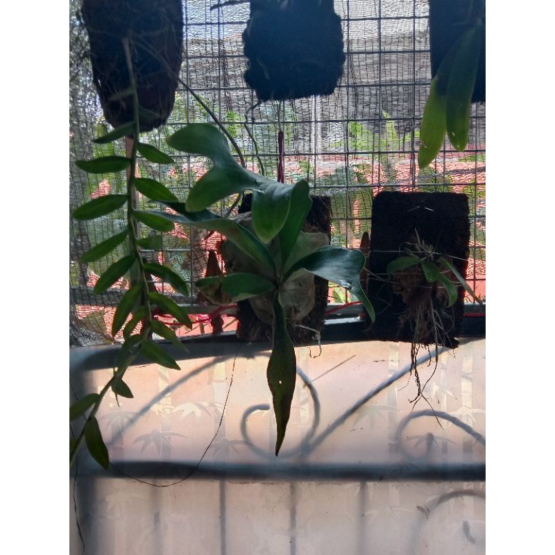 platycerium...kadaka..doa+papan..pakis